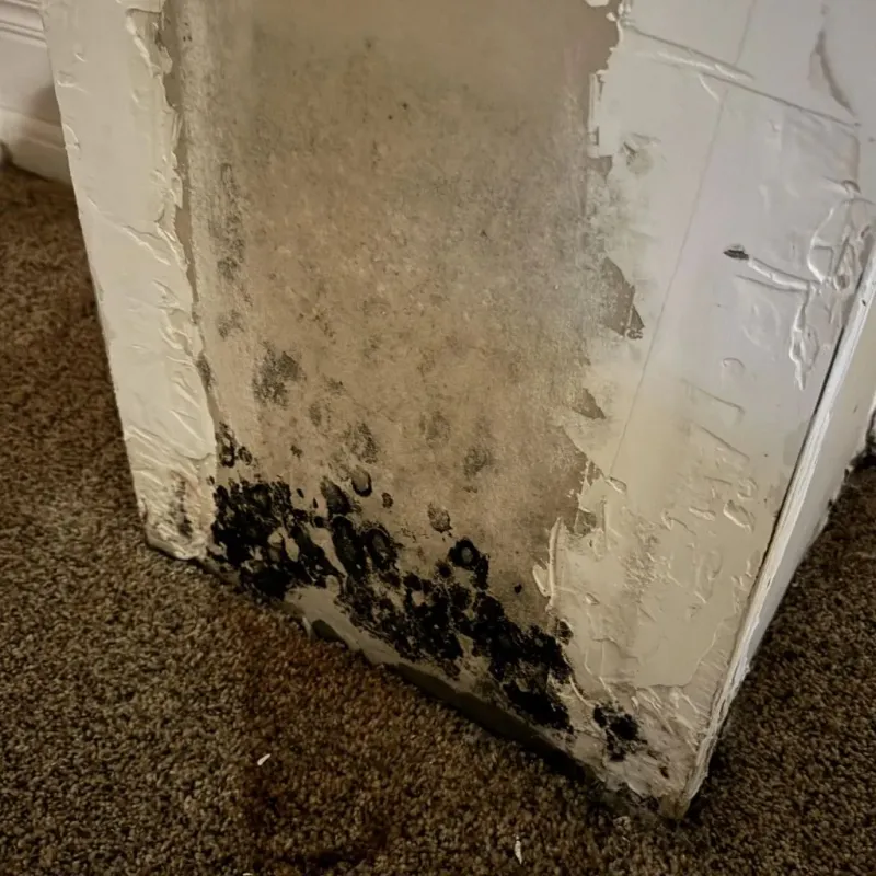Professional Mold Removal in Dallas, NC